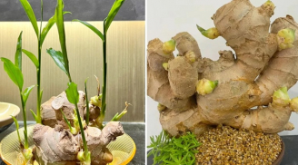 Cách trồng gừng nhanh nảy mầm, ra nhiều củ