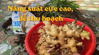 Cách trồng gừng trong bao tải, củ nhiều, thu hoạch dễ