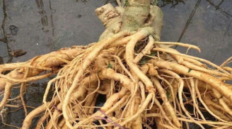 Củ đinh lăng có phải càng lâu năm càng tốt? Mẹo chọn củ đinh lăng chuẩn, tránh mua nhầm
