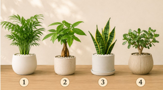 Quiz: Chậu cây bạn thích nhất có thể phản ánh xu hướng vận trình tuần tới sẽ lên hay xuống