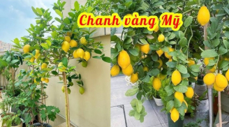 Cách trồng cây chanh vàng sai trĩu quả cực đơn giản