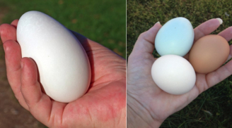 Tại sao bà bầu lại thường ăn 1 quả trứng ngỗng: Trứng gà và trứng ngỗng trứng nào bổ hơn?