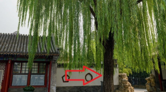 3 loại cây trồng trước nhà cây càng xanh người càng suy: Hao tài khánh kiệt