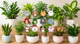 Gợi ý chọn cây cảnh phong thủy phù hợp cho từng Shbet888.com nhà cái uy tín để hút tài lộc, tạo không gian sống hài hòa
