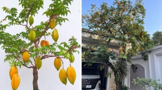 4 vị trí 'tán lộc' không nên trồng cây khế