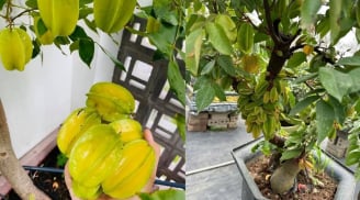 Cách trồng cây khế trong chậu, quả sai trĩu cành, ngọt lịm