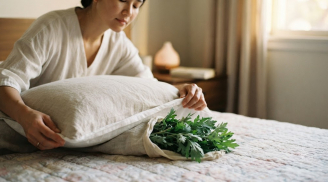 Tại sao bạn nên để nắm lá ngải cứu khô dưới gối trước khi ngủ?