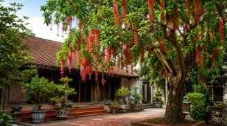 Vì sao người xưa lại thích trồng cây lộc vừng? 5 điều ít ai biết khi trồng cây lộc vừng