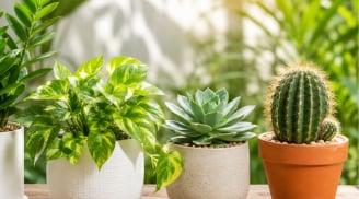 5 loại cây cảnh dễ trồng trong mùa hè, nắng nóng vẫn xanh tốt, ít lo héo úa vàng lá