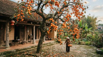 3 loại cây trồng trước nhà đừng dại chặt đi