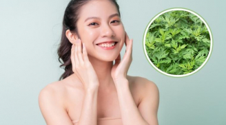 Vì sao ngải cứu được nhiều người sử dụng để chăm sóc da?