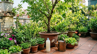 Đừng đổ nước vo gạo: Đây là 'phân bón vàng' giúp cây lớn nhanh, ít sâu bệnh