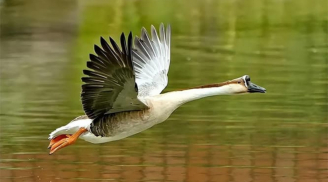 Tại sao nhiều động vật khác rất sợ ngỗng? Rắn thấy cũng phải chạy xa
