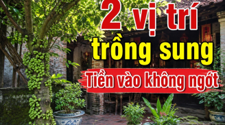 2 vị trí trồng sung Tiền vào không ngớt