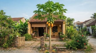 Cây đu đủ: 'Biểu tượng vàng' của sự đủ đầy, trồng trước nhà có giúp gia chủ 'tiền vào như nước'?