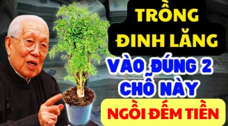 Tại sao nhiều người thích trồng đinh lăng trong nhà?