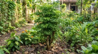Trồng cây đinh lăng trong nhà: Đặt đúng vị trí này, tài lộc 'tự tìm đến', gia đạo bình an