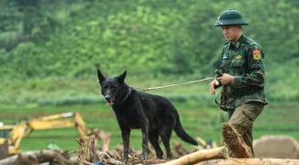 'Chiến binh' bốn chân Zavo: Chú chó nghiệp vụ bền bỉ trên những hành trình tìm kiếm sự sống