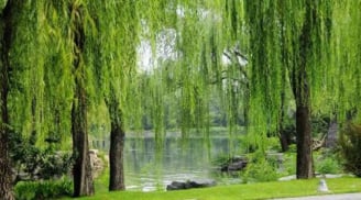 3 loại cây trồng trước nhà hao tài, nên tránh: Đó là cây gì?