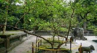 Cây ổi hơn 90 năm tuổi ở Thanh Hóa khiến ai cũng tò mò: Chỉ cần gãi nhẹ, lá lập tức rung lên