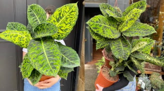 5 loại cây 'phá phong thủy', không nên đặt trước cửa nhà