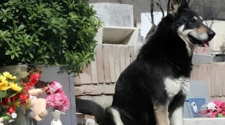 Liệu chó có thực sự hiểu cái chết? Hành trình chờ đợi của 3 chú chó