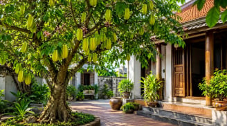 Người xưa dặn: Trồng cây khế đúng vị trí này, phong thủy hanh thông, tài lộc dễ ghé cửa