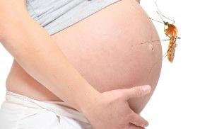Thông tin mới nhất về virus Zika: Một thai phụ nhiễm virus Zika đã sinh con