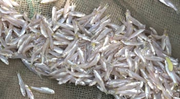 Đi chợ gặp 5 loại cá này cần mua ngay, cá tự nhiên, ngọt thịt, nhiều người vẫn tiếc tiền