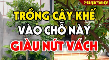 “1 kỵ - 3 nên” khi trồng khế, gia chủ biết sớm ăn nên làm ra