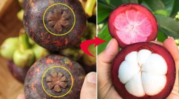 Mẹo chọn măng cụt căng mọng, 10 quả trúng 10