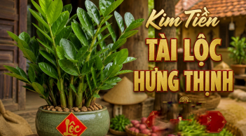 Trong nhà 4 loại cây này càng xanh tươi chủ nhà càng phát tài giàu có: Đó là cây gì?