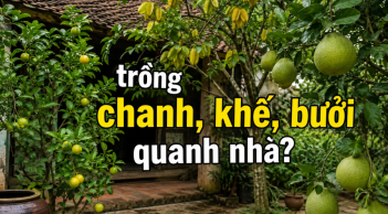Tại sao ông bà xưa thích trồng chanh, khế, bưởi quanh nhà?