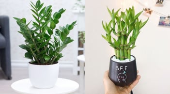 5 cây cảnh nghe tên đã thấy “mùi giàu sang”, đặt trên bàn thờ để tài lộc tăng phi mã, làm 1 hưởng 10