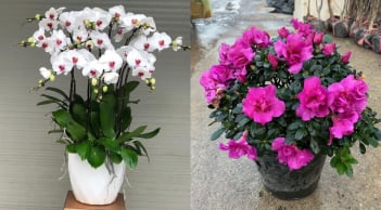4 loại hoa cây cảnh người giàu thường trồng trong nhà, vừa tô điểm không gian sống vừa mang ý nghĩa tốt lành