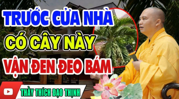 Thầy phong thủy dặn: 4 loại cây trồng trước nhà ốm đau, lụi bại: Gia chủ nghèo không ngóc lên được, là cây gì?