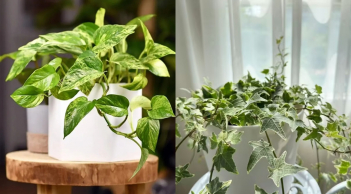 6 loại cây cảnh ‘thần kỳ’ hút ẩm, xua nấm mốc, nhà lúc nào cũng khô thoáng