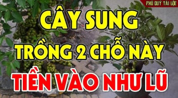 Trồng cây sung đúng chỗ này lộc đua nhau nảy - tiền đua nhau về
