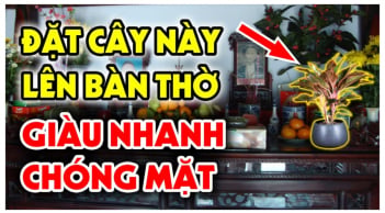 3 loại hoa đặt lên bàn thờ: Gia chủ nghèo mấy cũng chuyển mình giàu có