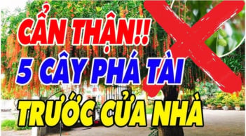5 loại cây âm trồng trước nhà: Cây càng xanh người càng suy, đó là cây gì?