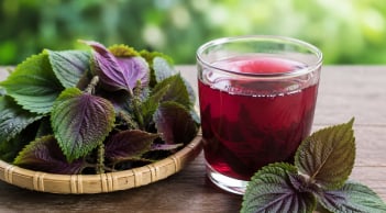 Có nên uống nước lá tía tô hàng ngày?