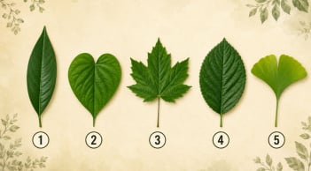 Quiz:Chọn 1 chiếc lá để xem trong mắt người khác, bạn thẳng thắn đến mức nào?