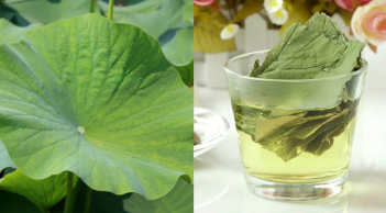 Cách uống nước lá sen giảm cân hiệu quả, bụng phẳng không mỡ thừa