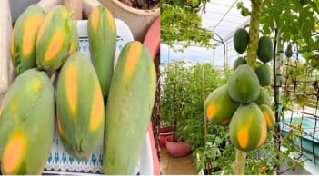 Có nên trồng cây đu đủ trước cửa nhà?