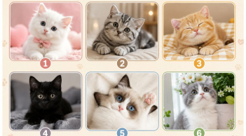 Chọn 1 hình ảnh chú mèo bạn yêu thích nhất: Khuyenmai SHBET pages dev người khác đang nghĩ gì về bạn