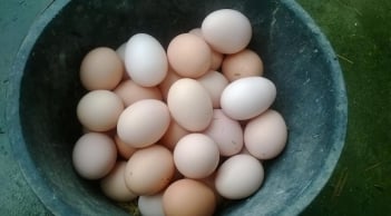 Người mắc 1 trong 5 bệnh này nên hạn chế ăn trứng gà, càng ăn càng hại