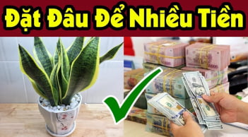 3 vị trí trồng cây Lưỡi Hổ thu hút tài lộc