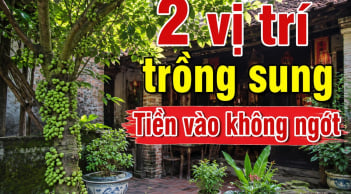 2 vị trí trồng sung Tiền vào không ngớt
