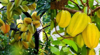Người mệnh nào nên trồng cây khế để hút lộc vào nhà?