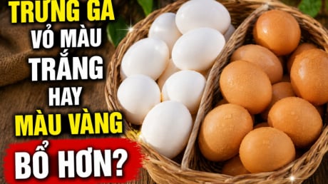 Trứng gà vỏ màu trắng hay màu vàng bổ hơn?